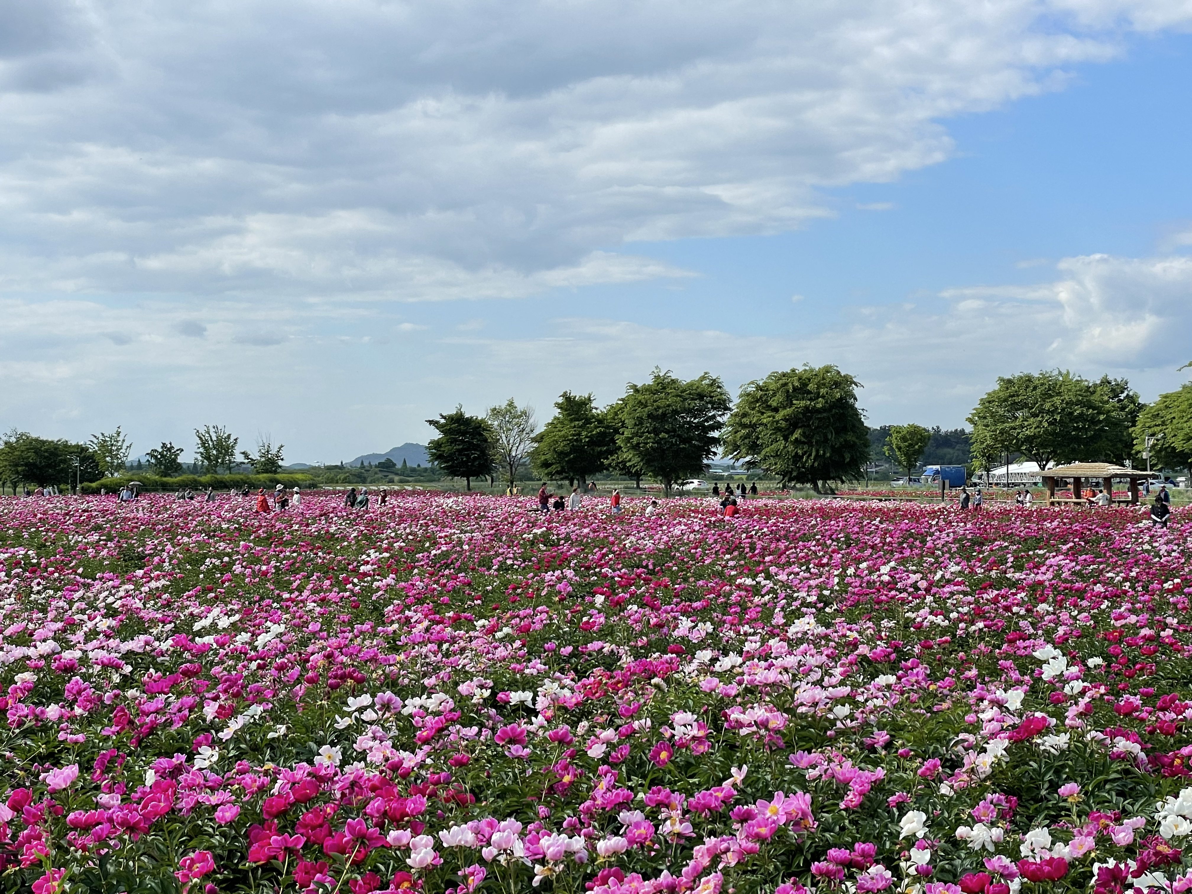 Pink and white flower field, Korea